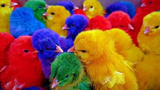 Catch Cute Chickens Colorful Chickens Rainbow Chickens Rabbits Cute CatsDucksAnimals Cute [upl. by Adnahsal]