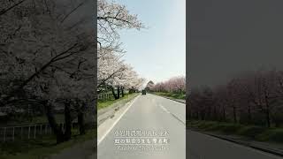 小岩井農場中丸桜並木［岩手県雫石町］ shorts [upl. by Hough]