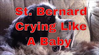 St Bernard Dog Crying for Attention [upl. by Derte]