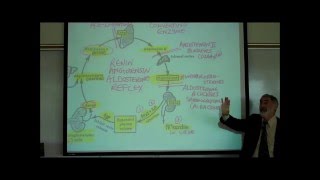 RENINANGIOTENSINALDOSTERONE REFLEX by Professor Finkwmv [upl. by Nagirrek]