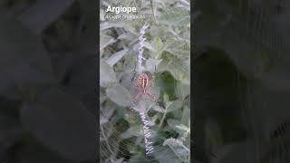 Argiope au jardin 04 juil 2024 [upl. by Grove425]