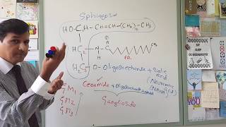 Membrane Lipids  Glycerophospholipids and Sphingolipids [upl. by Edwine]