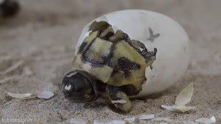 Schlüpfen Griechischer Landschildkröten  Greek tortoise hatching [upl. by Porche]