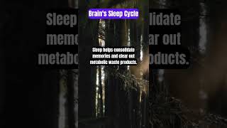 Brain Sleep Cycle facts psychology shorts [upl. by Magdalene479]