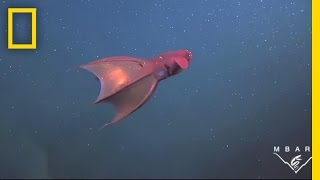 Vampire Squid Turns Itself quotInside Outquot  National Geographic [upl. by Neliac]