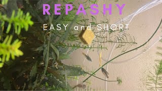 REPASHY EASY and SHORT [upl. by Chemesh]