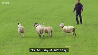 Alistair Stewart amp Tweed  Day 1  Scottish National Sheep Dog Trial 2018 [upl. by Bate536]