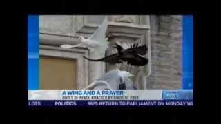 Pope Releases Peace Doves Which Are Promptly Attacked by Meaner Birds [upl. by Niko]