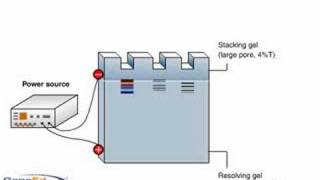 SDSPAGE polyacrylamide gel electrophoresis [upl. by Hnid]