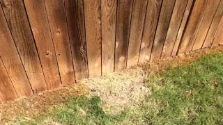 Fence Staining Tip That May Help You Win The Bid Too Easy [upl. by Creedon]