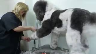 Grooming a Standard Poodle  Time Lapsed [upl. by Eeloj]