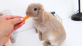 Meet Marshmallow My Adorable Holland Lop Bunny [upl. by Riva]