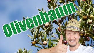 Olivenbaum umtopfen pflegen amp überwintern [upl. by Enneirda721]