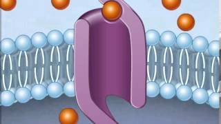 How Facilitated Diffusion Works [upl. by Aseefan]