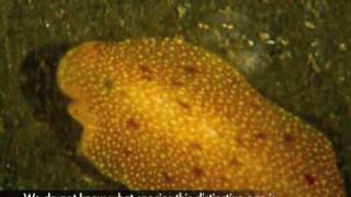 Polyclad Flatworms in Bocas [upl. by Idelle]