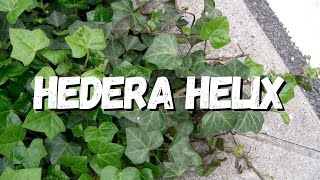 Hedera Helix Saiba Tudo Sobre Essa Planta [upl. by Llerret]