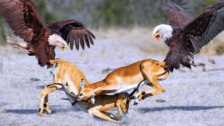 The DEADLIEST Eagle Attacks Ever Recorded on Camera [upl. by Daraj]