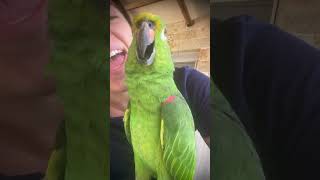 Mirtillo canterino 🦜 mirtillo mirtilloparrot leavventuredimirtilloparrot pappagallomirtillo [upl. by Leimad]