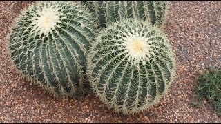 Echinocactus grusonii  Goldkugelkaktus Golden Barrel Cactus [upl. by Dream852]