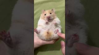 Cute hamster 🐹🐹🐹hamsterhabitats hamsterland pets cute hamsterbabys hamsterdance funny [upl. by Tav]