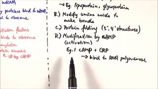 A2 Biology  Translational and posttranslational gene expression control OCR A Chapter 192 [upl. by Wyck]