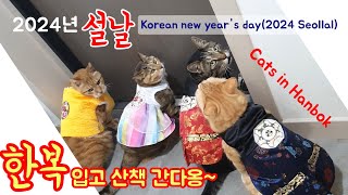 설날 한복 입고 산책하는 고양이들🇰🇷Cats strolling in Seollal Hanbok [upl. by Urdna277]