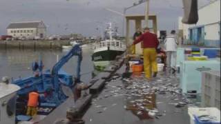 SaintGuénolé  le retour des sardiniers Finistère [upl. by Barthold]