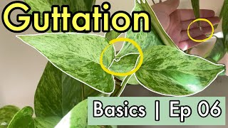 Plant Basics  Episode 06  Guttation [upl. by Rasec]