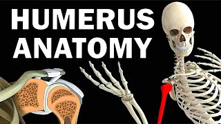 HUMERUS ANATOMY [upl. by Oirogerg]