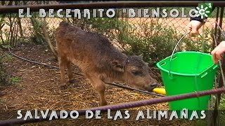 Toros de Virgen María becerrito criado a biberón salvado de las alimañas  Toros desde Andalucía [upl. by Nera]