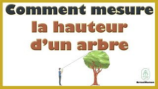 Comment mesurer la hauteur d un arbre [upl. by Orsino]