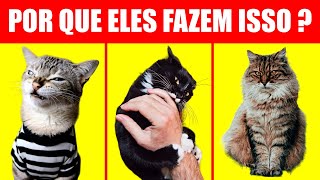 A Linguagem Secreta dos Gatos 7 Comportamentos Explicados [upl. by Asilrak]