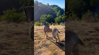 Dassie on guard boerboels outdoors dogshorts shorts nature music [upl. by Mal140]