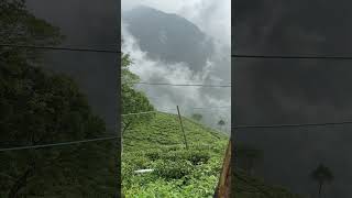 Beauty of tea garden Darjleeng travel worldsbeauty beautyofnature darjleeing teagarden tea [upl. by Canfield]