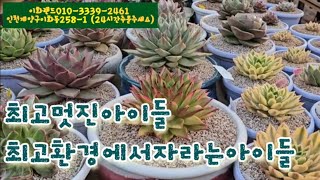 최고멋진아이들나는농부다282회출연 이화랜드01033392461 [upl. by Rebmetpes]