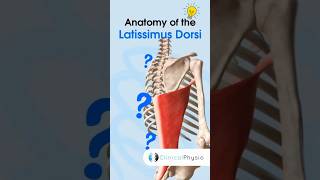 Latissimus Dorsi Anatomy physicaltherapy physiotheraphy anatomy [upl. by Melisandra763]