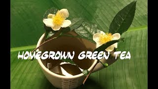 Homegrown Green Tea From Camellia to Cup [upl. by Anomor]