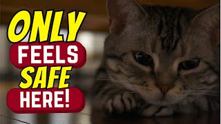 7 Hidden Spots Your Cat Escapes To When Terrified 😱🐱 [upl. by Nahtanohj]