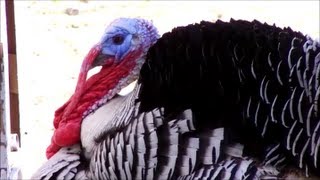 Mean Tom Turkey [upl. by Noivaz]