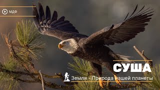 Суша  Земля  Природа нашей планеты  Discovery  Докуметальный фильм 2023 [upl. by Eleanore]