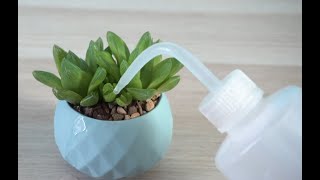 How and when to water succulents [upl. by Shanon979]