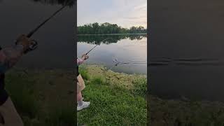 Bass Action shorts shortsvideo bassfishing fishing [upl. by Juliann913]