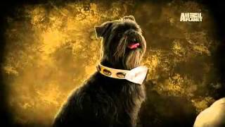 Dogs 101 Affenpinscher [upl. by Rakabuba]