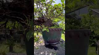 A gorgeous Maheleb Cherry bonsai given a good prune Bonsai pot by Dan Barton bonsai cherry [upl. by Farnham]