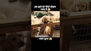 इस डॉग को चीज़ें तोड़ने का बहुत शौक हैं 😱  short anime cartoon dog [upl. by Annohsak]