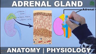 Adrenal Gland  Anatomy and Physiology [upl. by Annatnom]