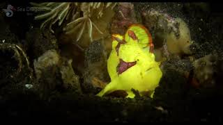 Clown Frogfish Yawning Lembeh [upl. by Kaela391]