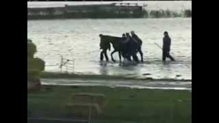 Rescue of 200 horses by 7 women in 2006  Netherland [upl. by Mulligan879]