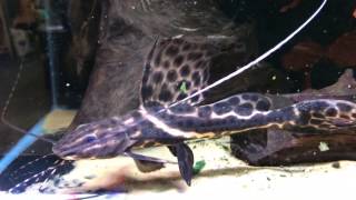 Sailfin Marbled Catfish  Leiarius pictus [upl. by Zasuwa]