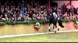 Schockemoehle Hengstkollektion 2014 Sir Donnerhall english [upl. by Sapienza]